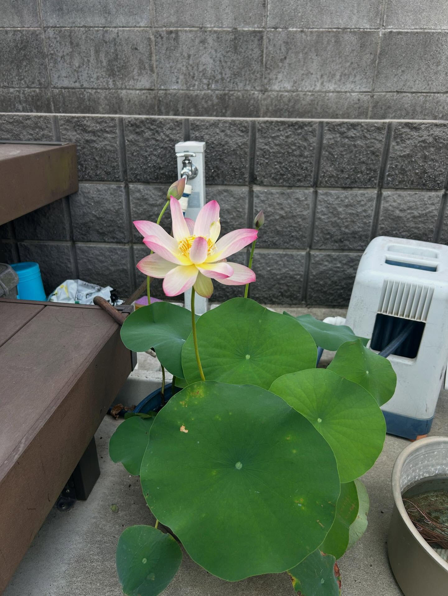 遺品整理は、誰にとっても感情的に非常に辛いことですね